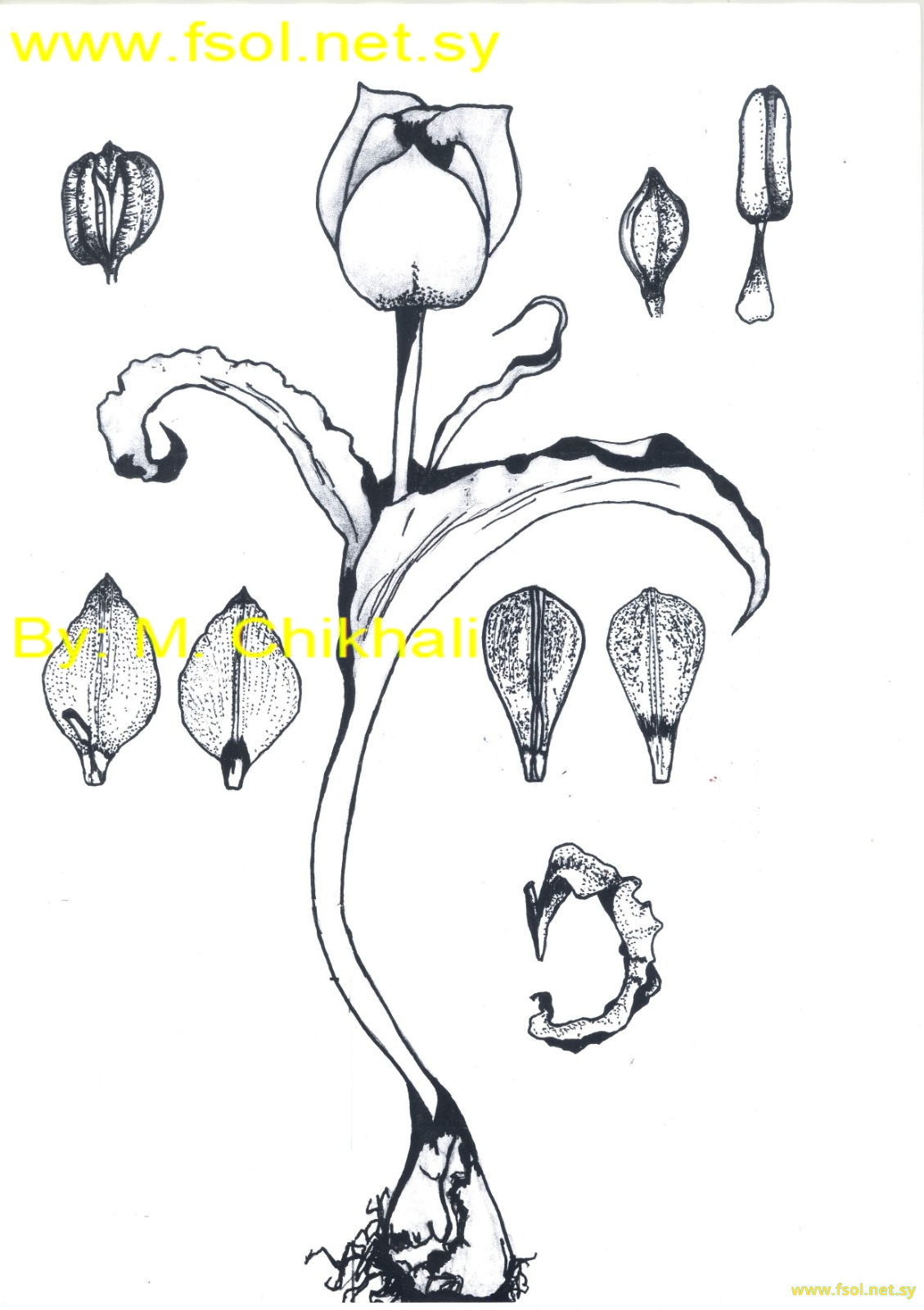 Tulipa montana Lindly